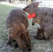 A Parent Quokkawith a red spotted bow tie and two baby quokkas - photo taken by Fiona Hayes